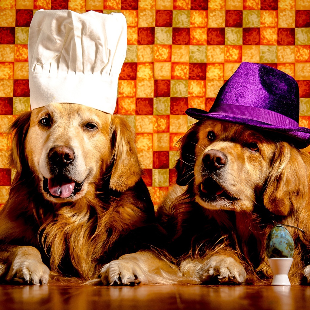 Два забавных золотистых ретривера в шапках