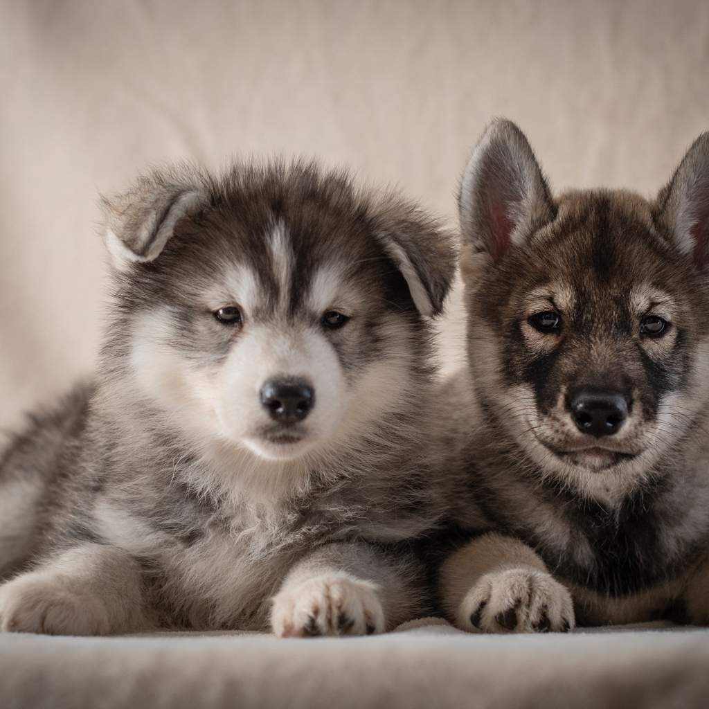 Два милых серых щенка хаски 