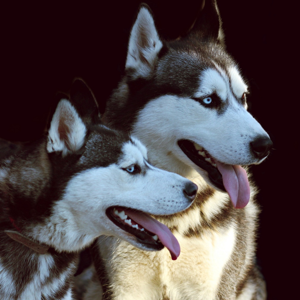 Две собаки породы хаски с высунутыми языками на черном фоне