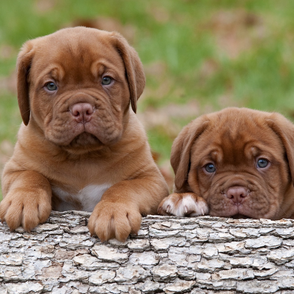 Два забавных маленький щенка бордоского дога