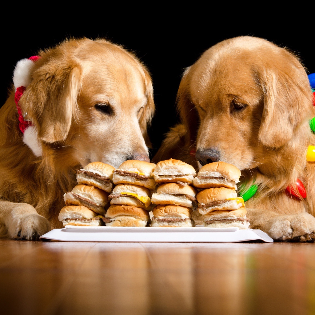 Два золотистых ретривера едят гамбургеры