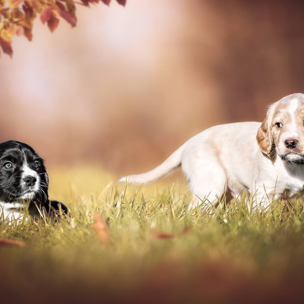 Два маленьких щенка спаниеля в зеленой траве 