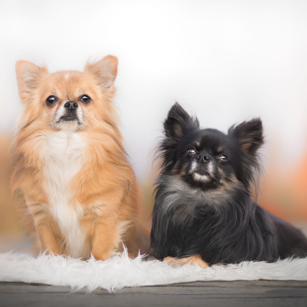 Две длинношерстных собаки чихуахуа 