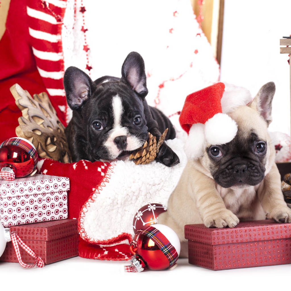 Два щенка французского бульдога на новогодних подарках