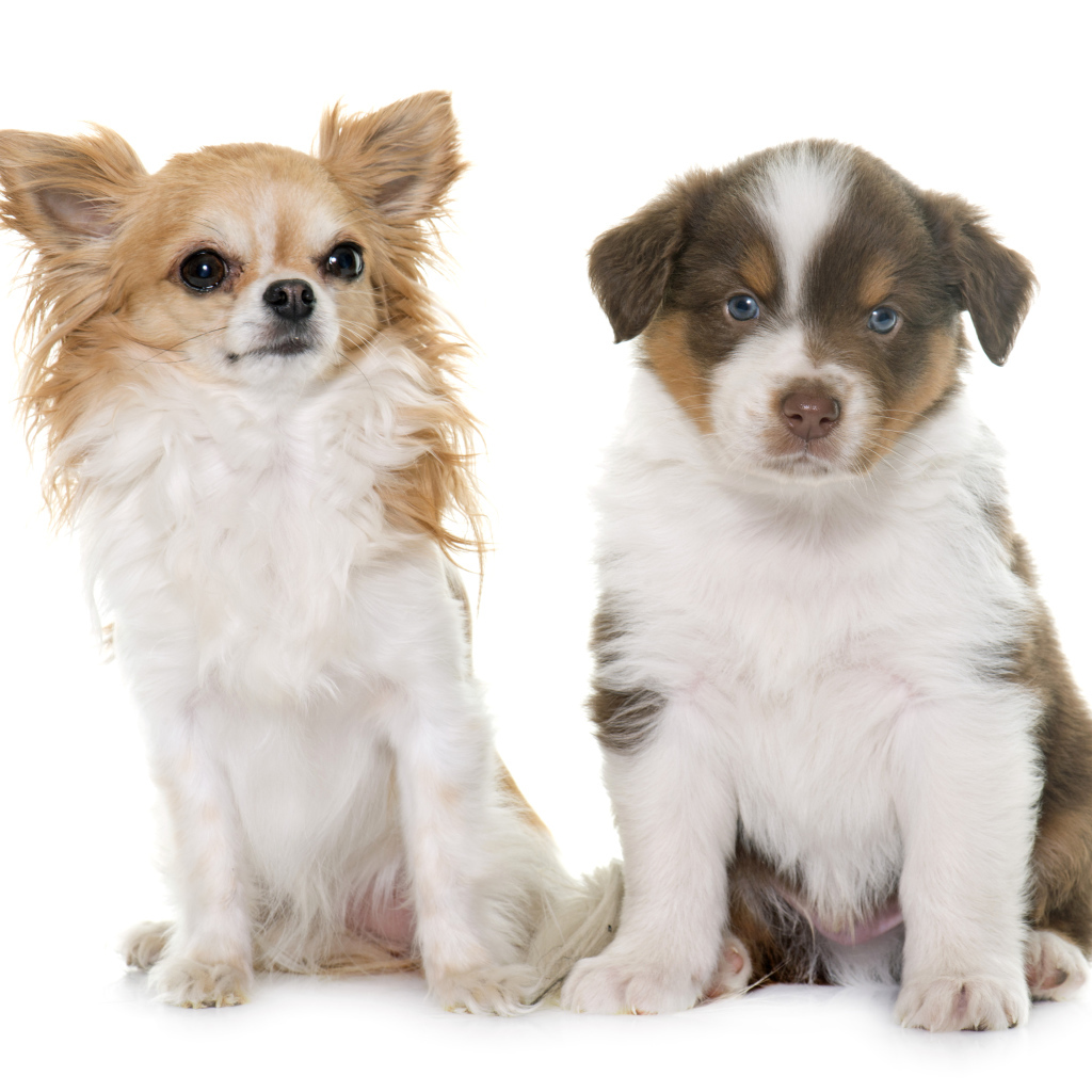 Два щенка на белом фоне 
