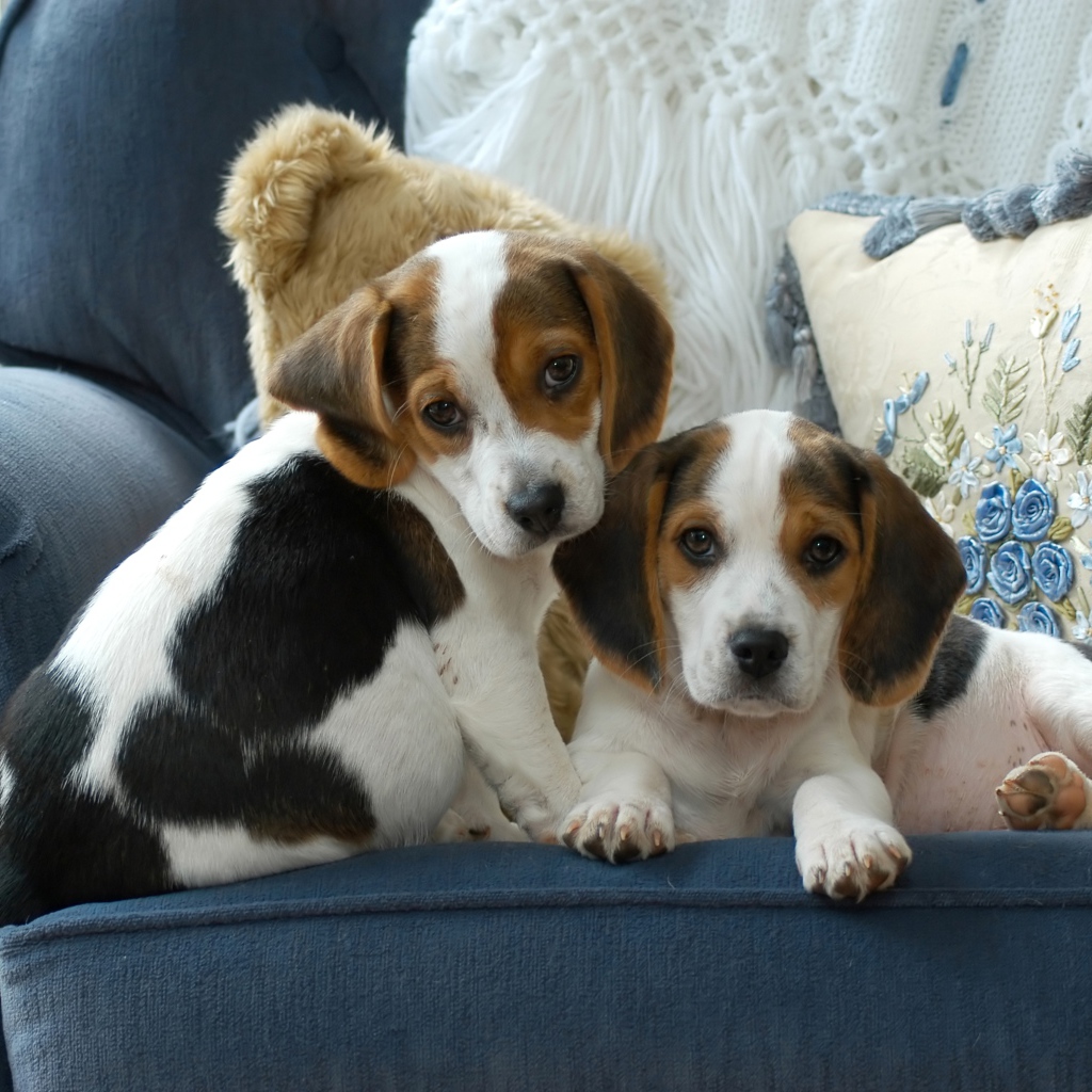 Два маленьких щенка бигля сидят на диване