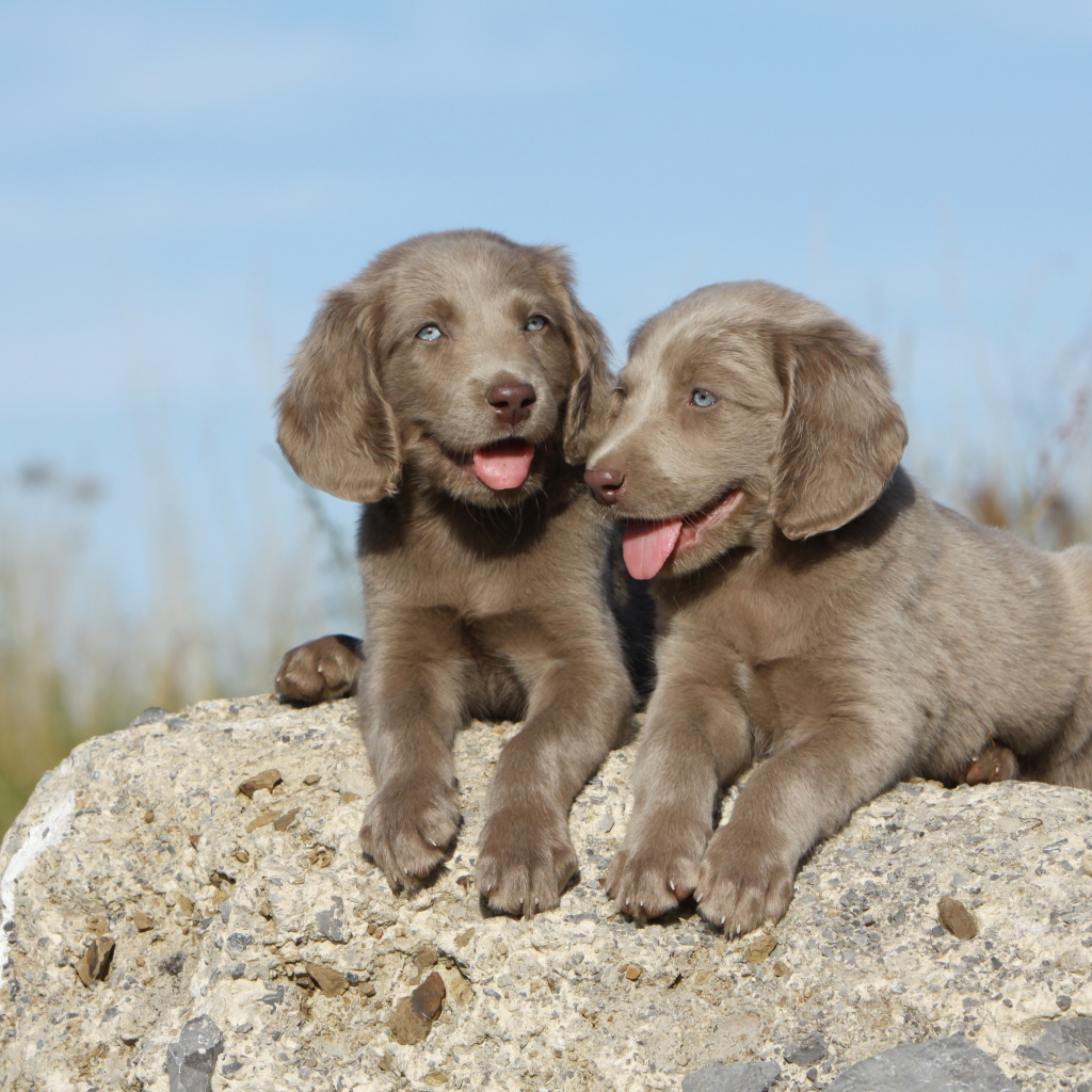 Два маленьких голубоглазых щенка лежат на камне
