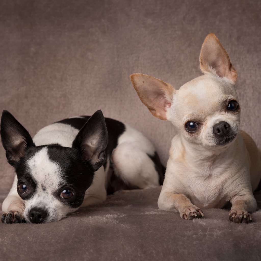Two small dogs of Chihuahua breed on a gray background