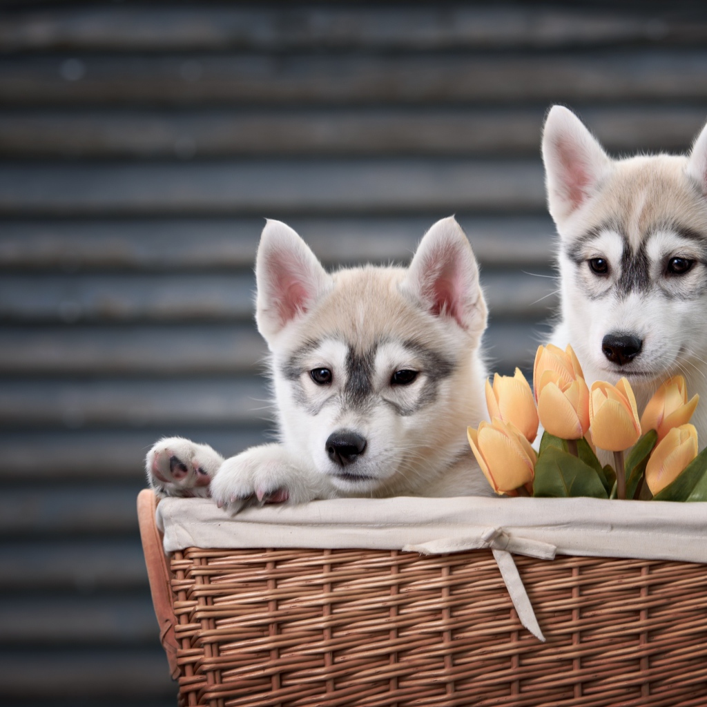 Два маленьких щенка хаски в корзине с тюльпанами