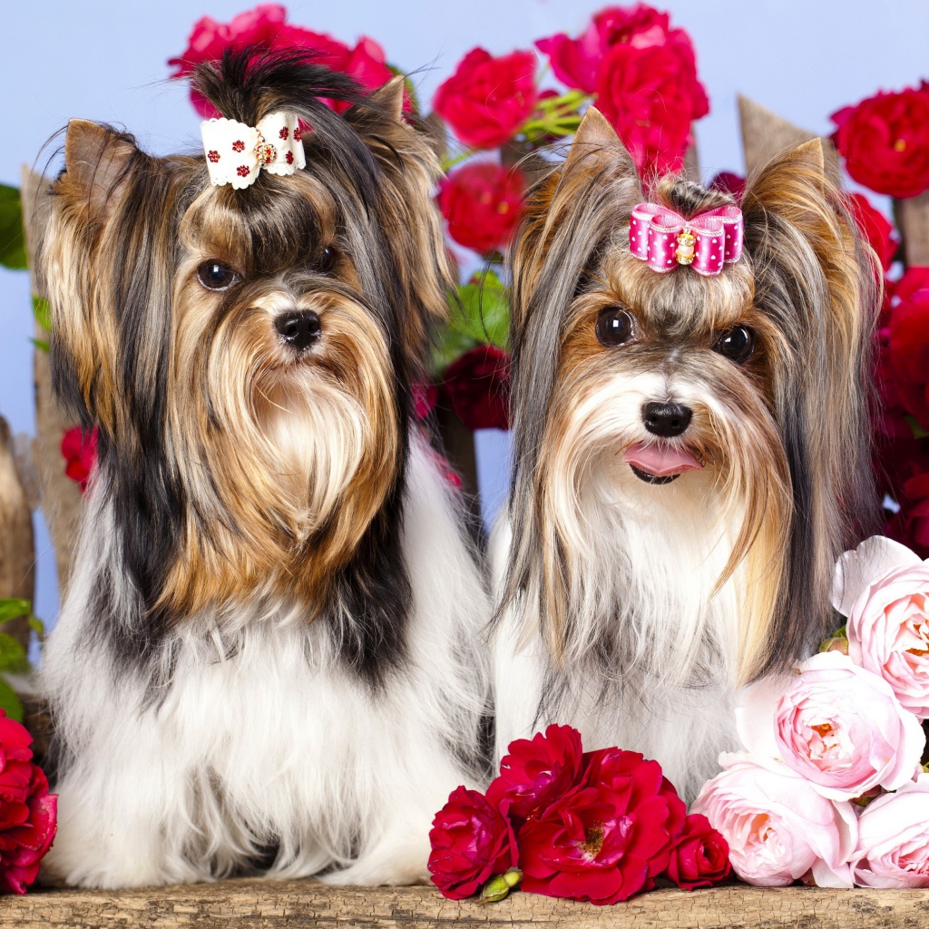 Два йоркширских терьера с красными цветами розы