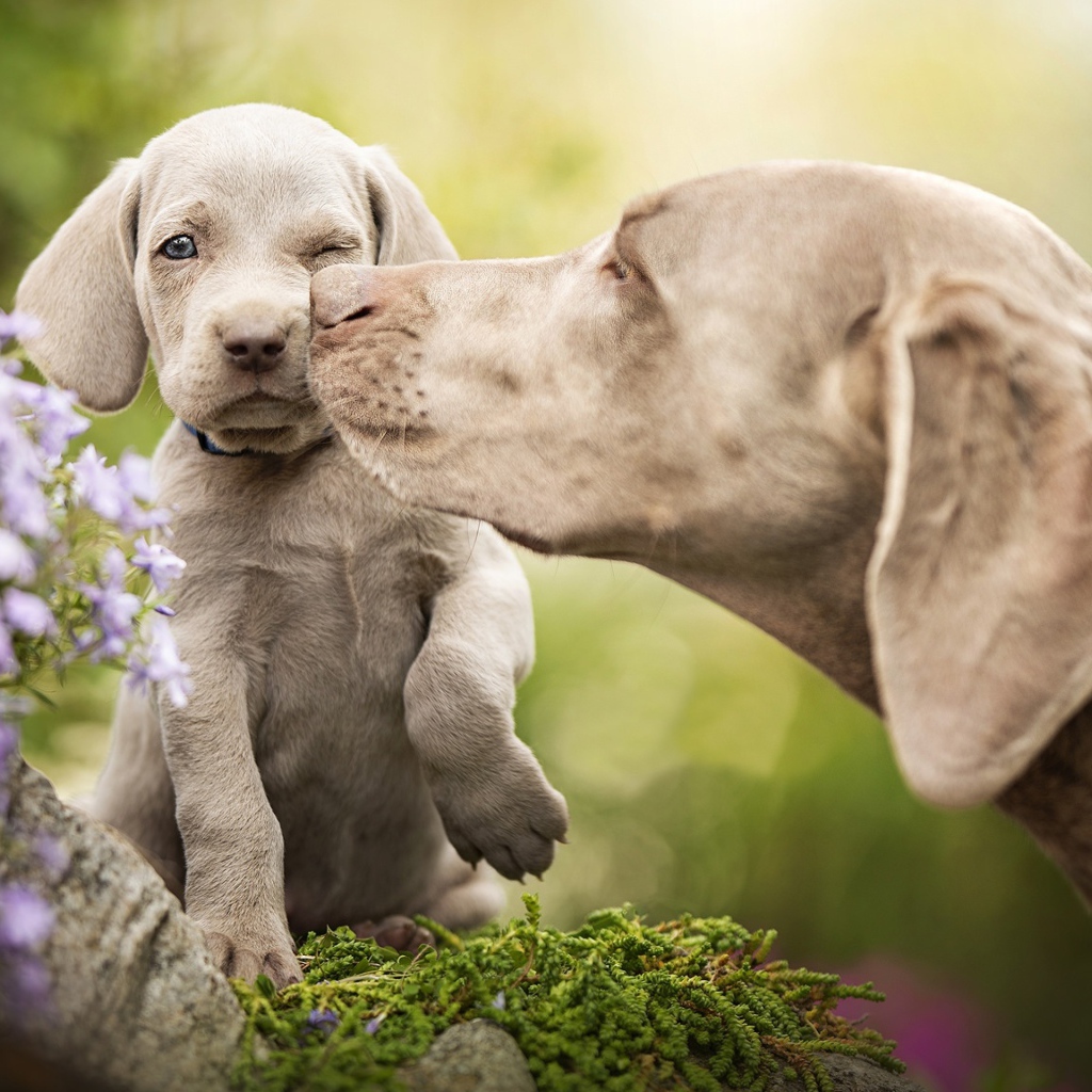 Собака породы Веймаранер со щенком