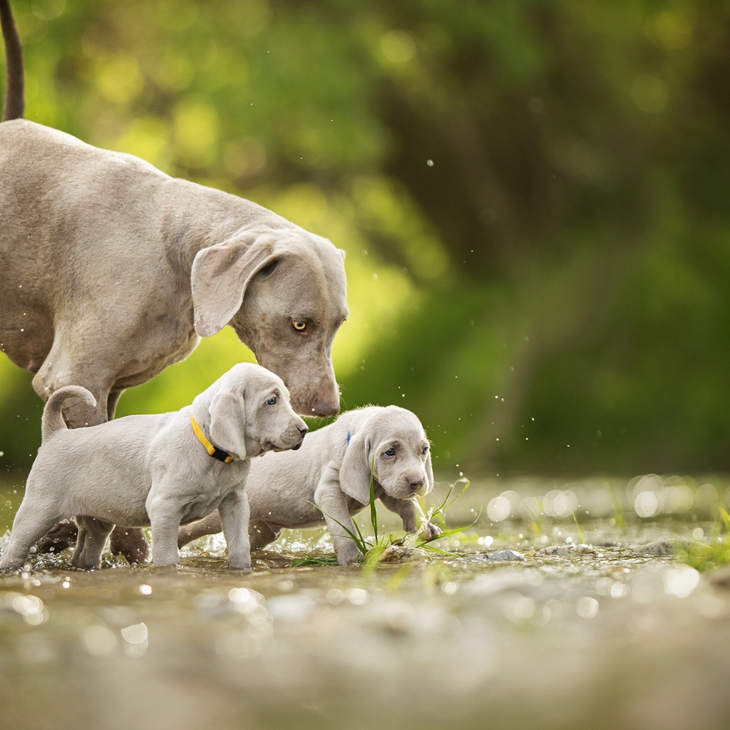 Собака породы Веймаранер с двумя щенками идут по воде