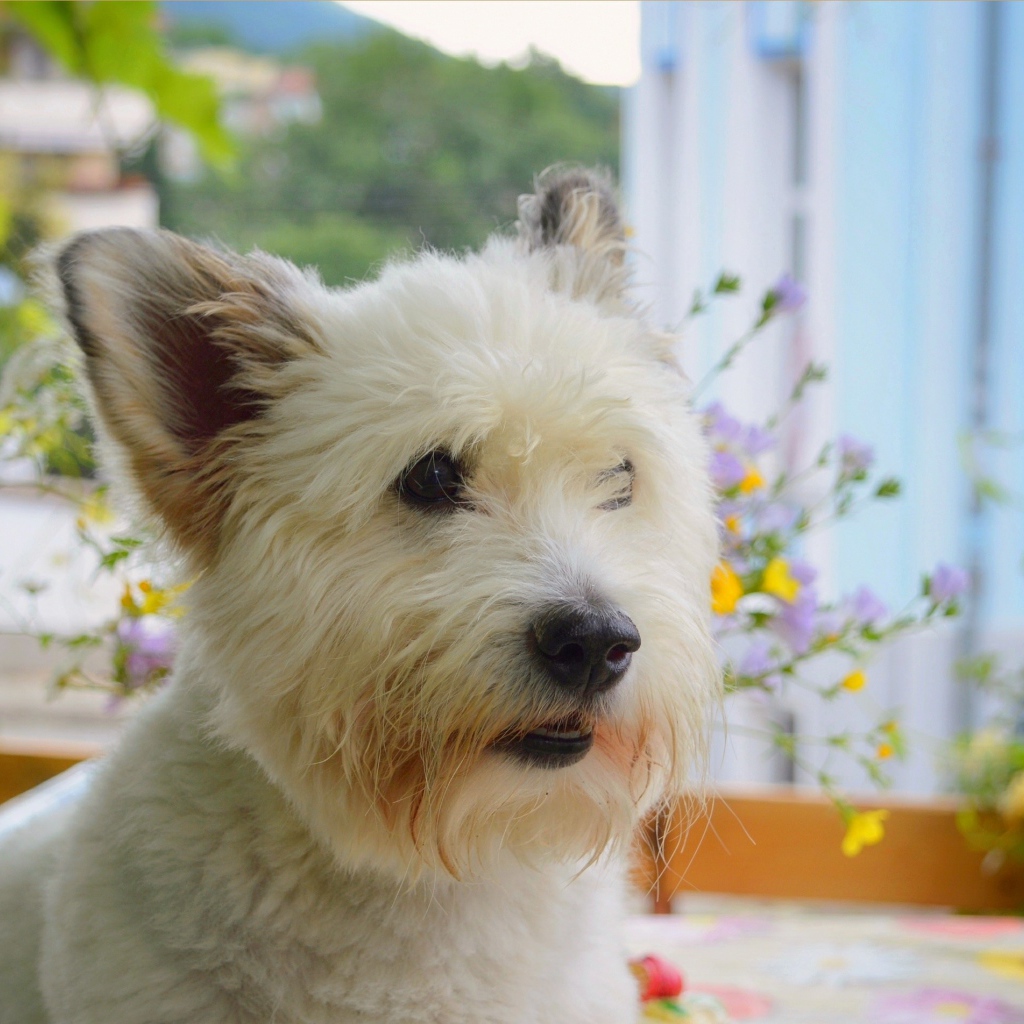 Вест-хайленд-уайт-терьер на балконе 