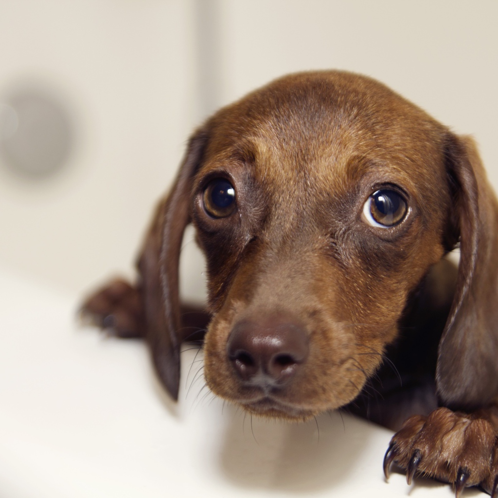 Мокрая такси стоит в ванной