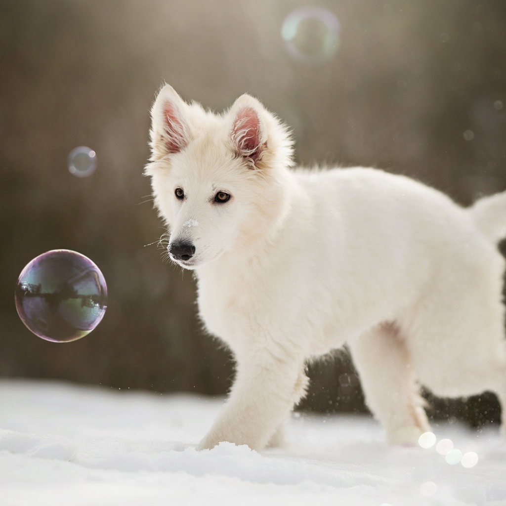 Белая швейцарская овчарка ловит мыльные пузыри