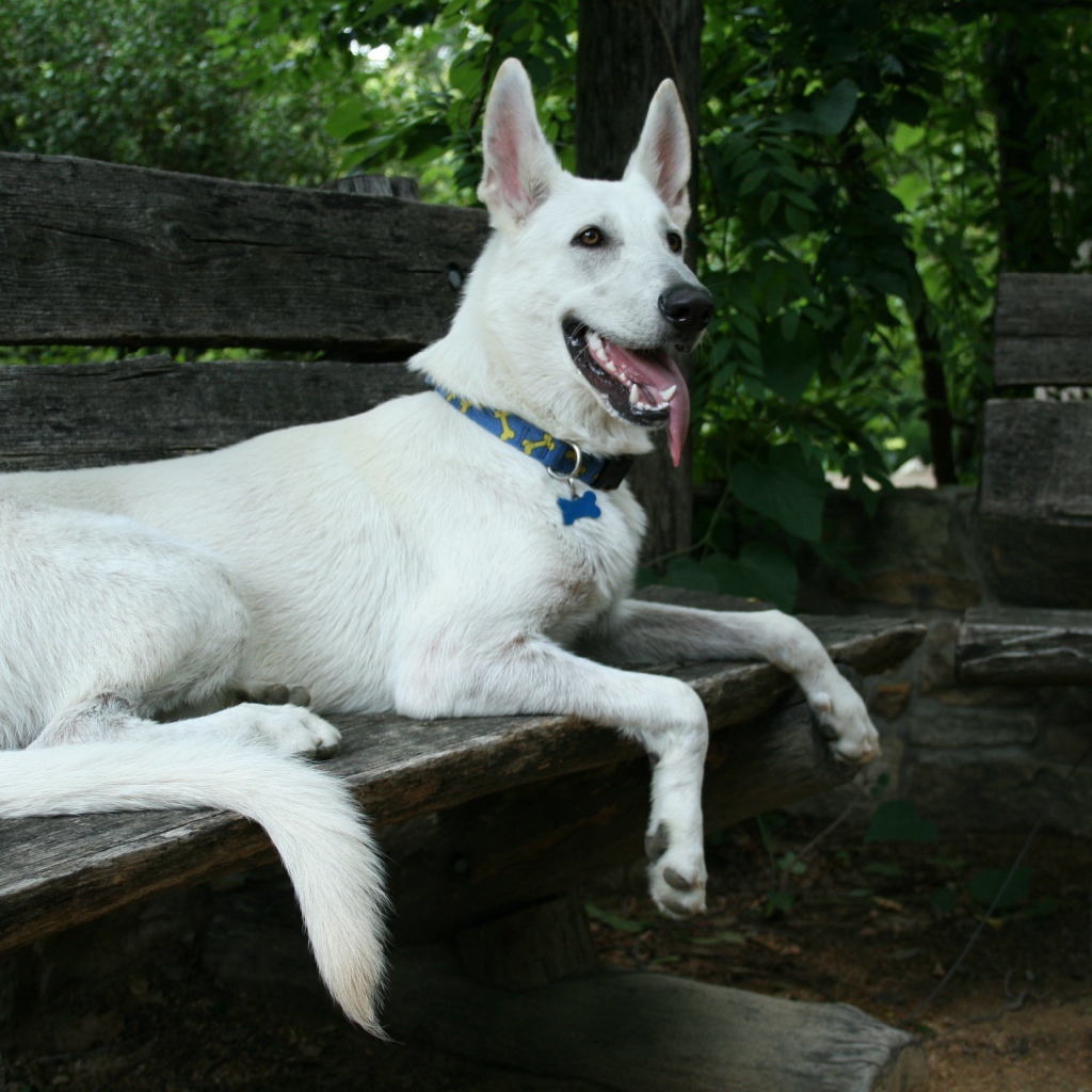 Белая швейцарская овчарка лежит на деревянной лавке