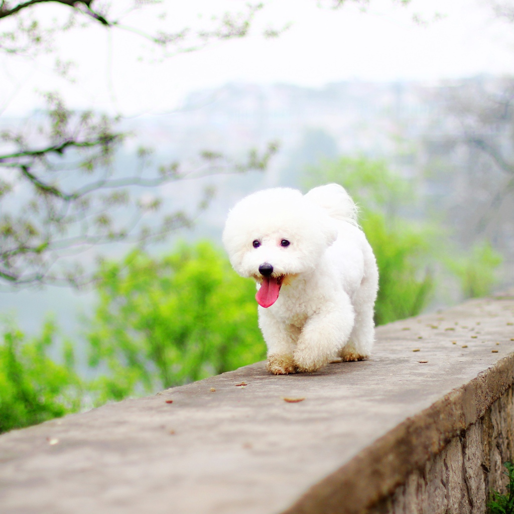 Белый Бишон фризе с высунутым языком