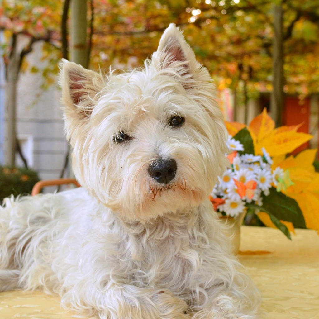 Белый забавный  Вест хайленд уайт терьер