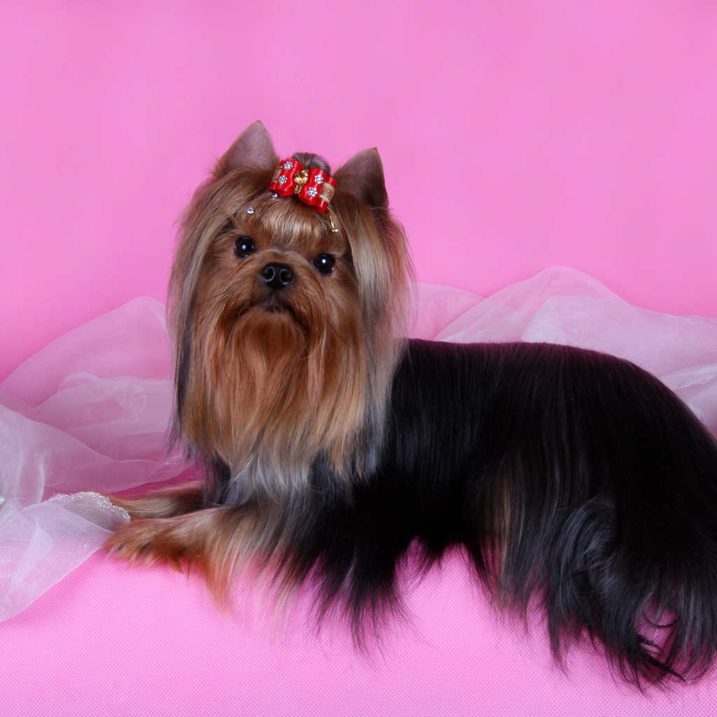 Йоркширский терьер на розовом фоне