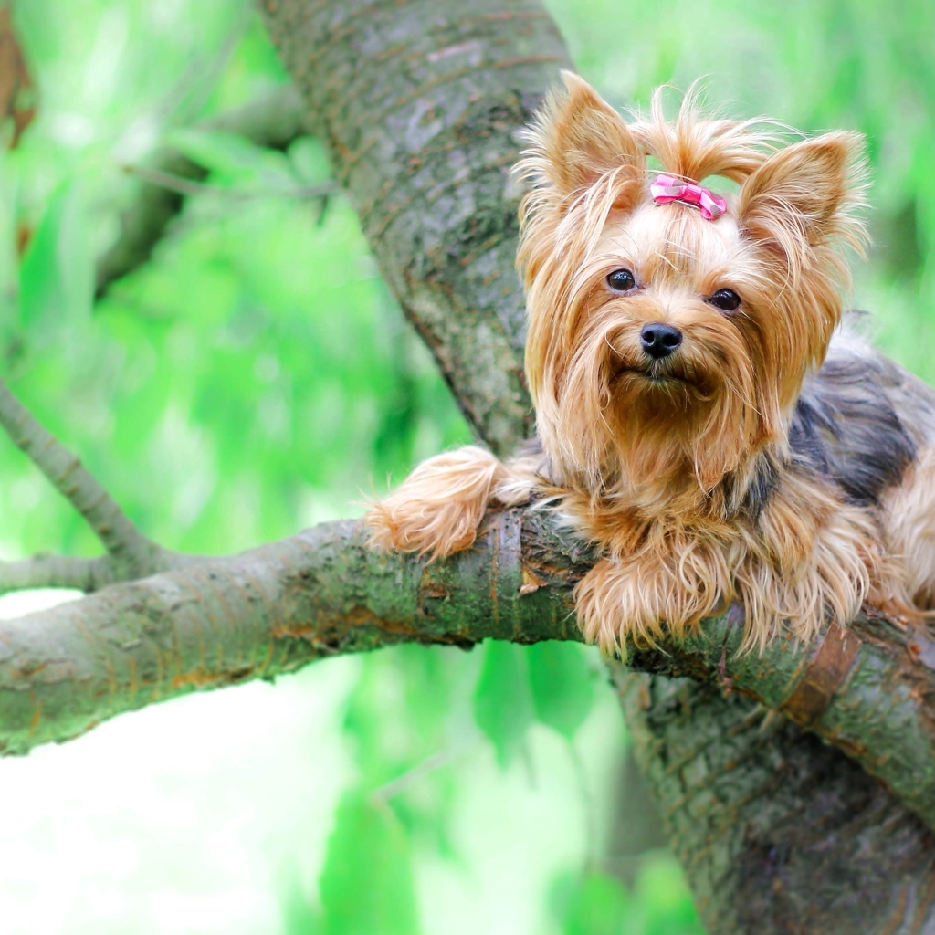 Йоркширский терьер сидит на ветке дерева