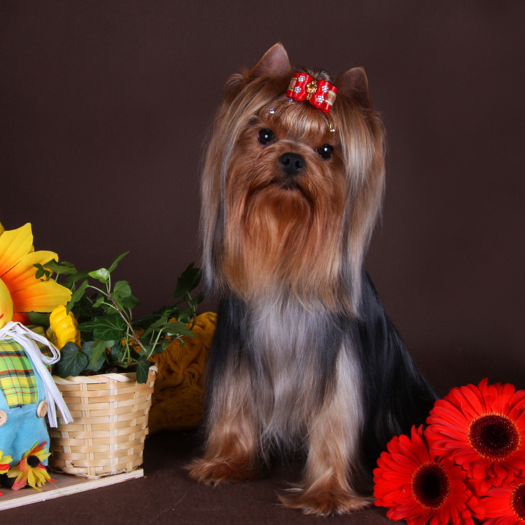 Йоркширский терьер с бантом на голове