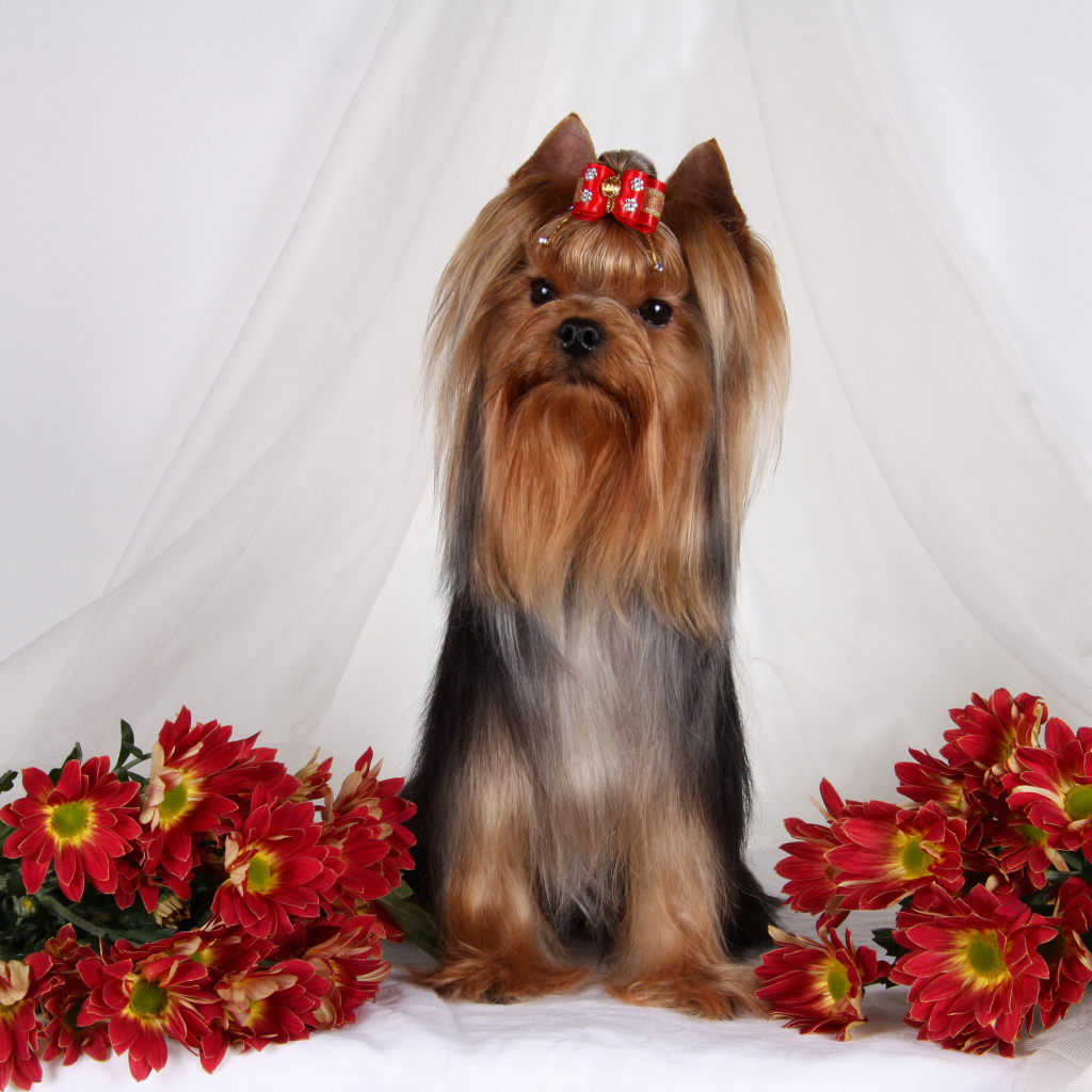 Йоркширский терьер с цветами хризантемы