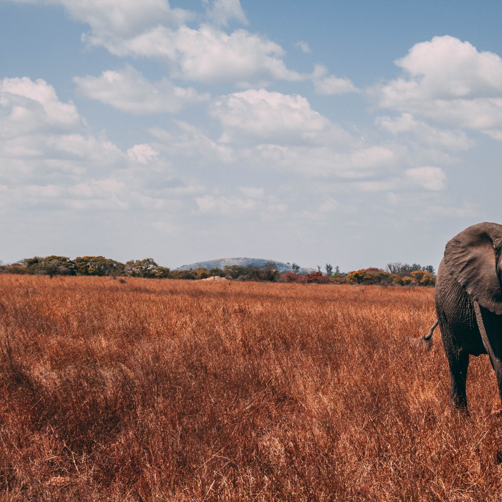 Большой слон идет по сухой траве под голубым небом