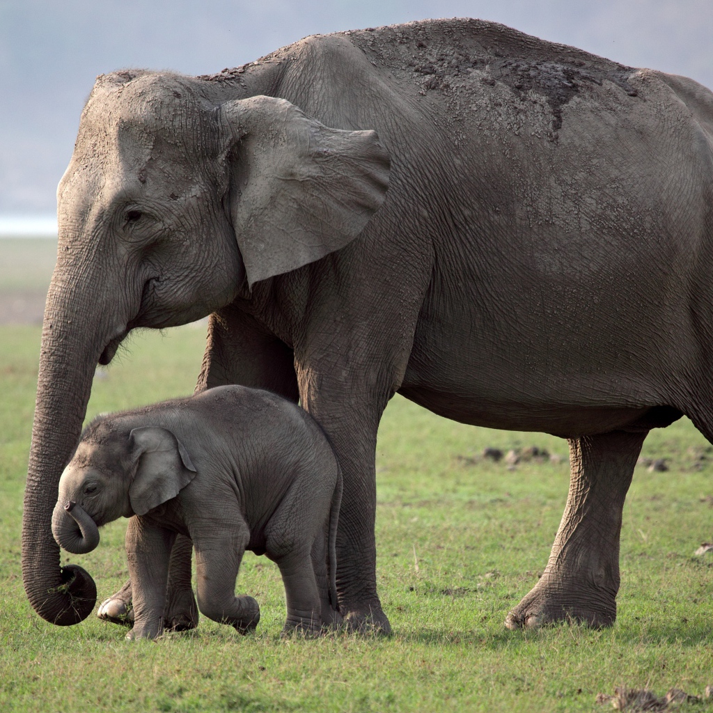Большая слониха с детенышем