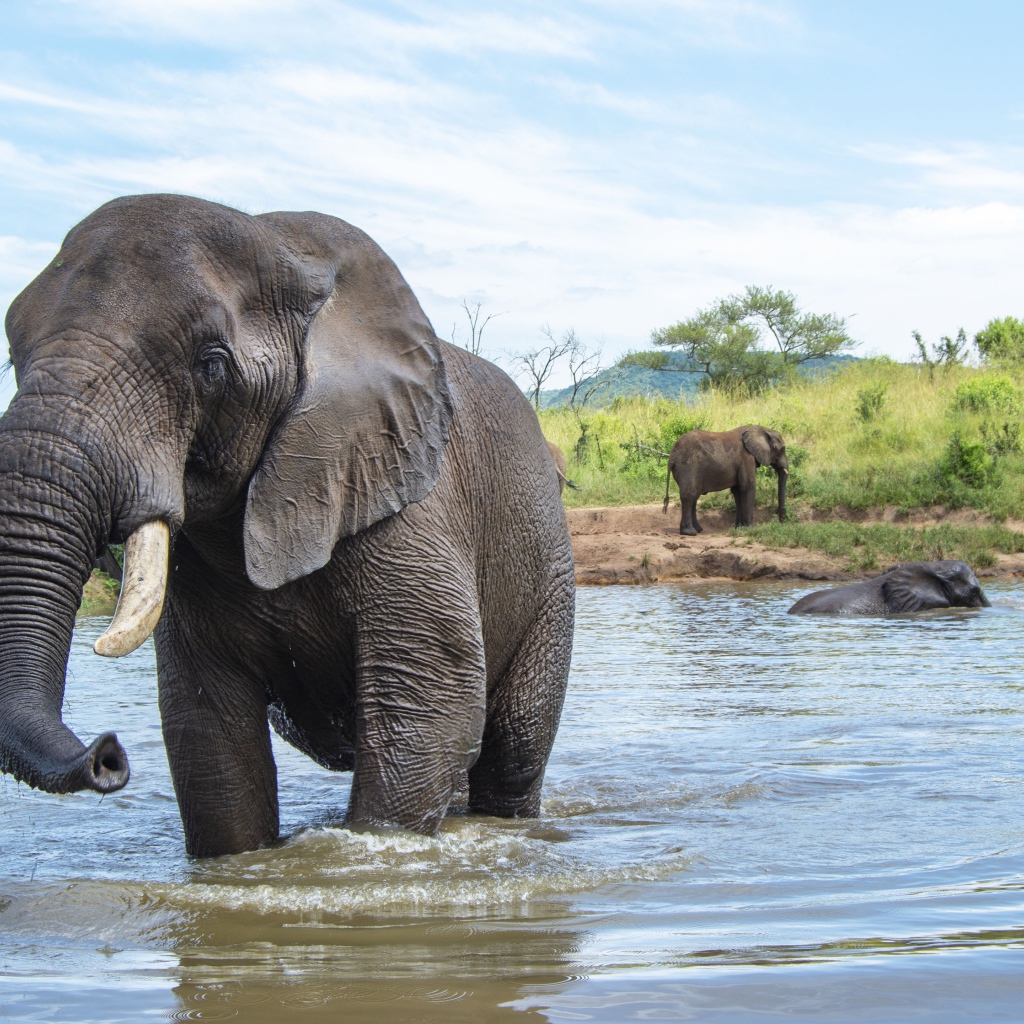 Большие слоны купаются в воде летом 