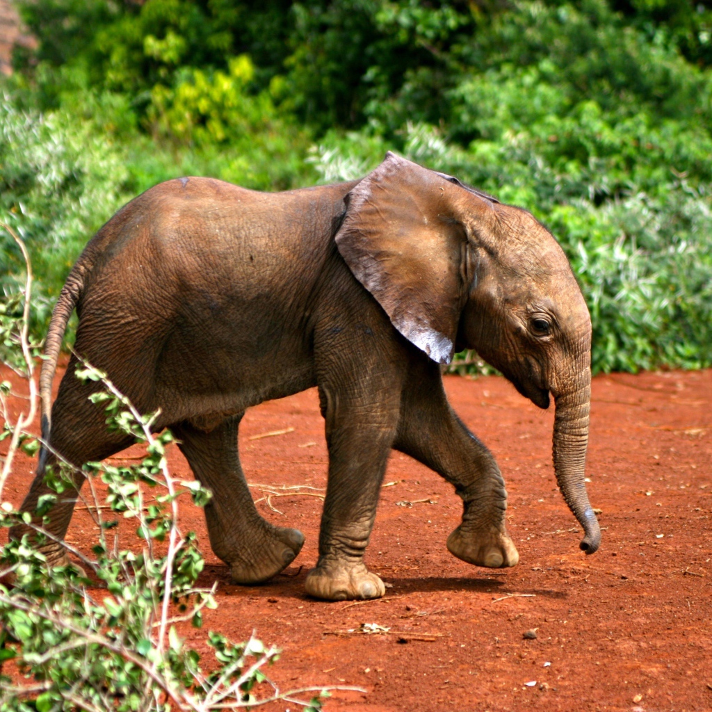 Маленький забавный слоненок 
