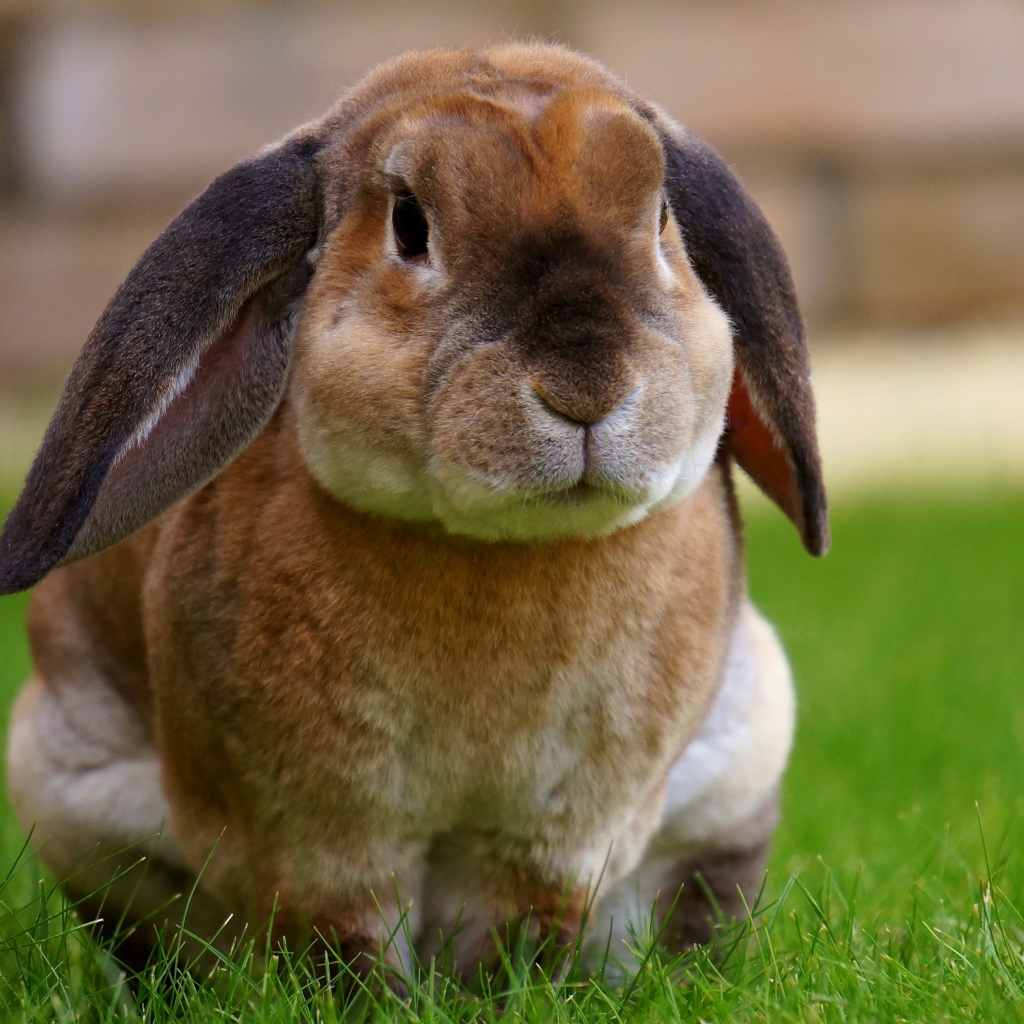 Большой кролик сидит на зеленой траве