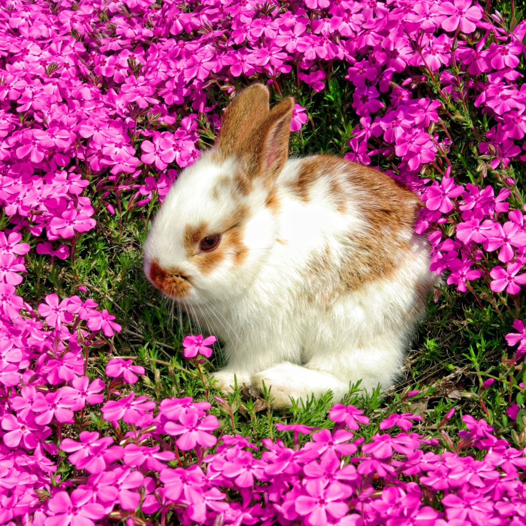 Декоративный кролик сидит в красивых розовых цветах