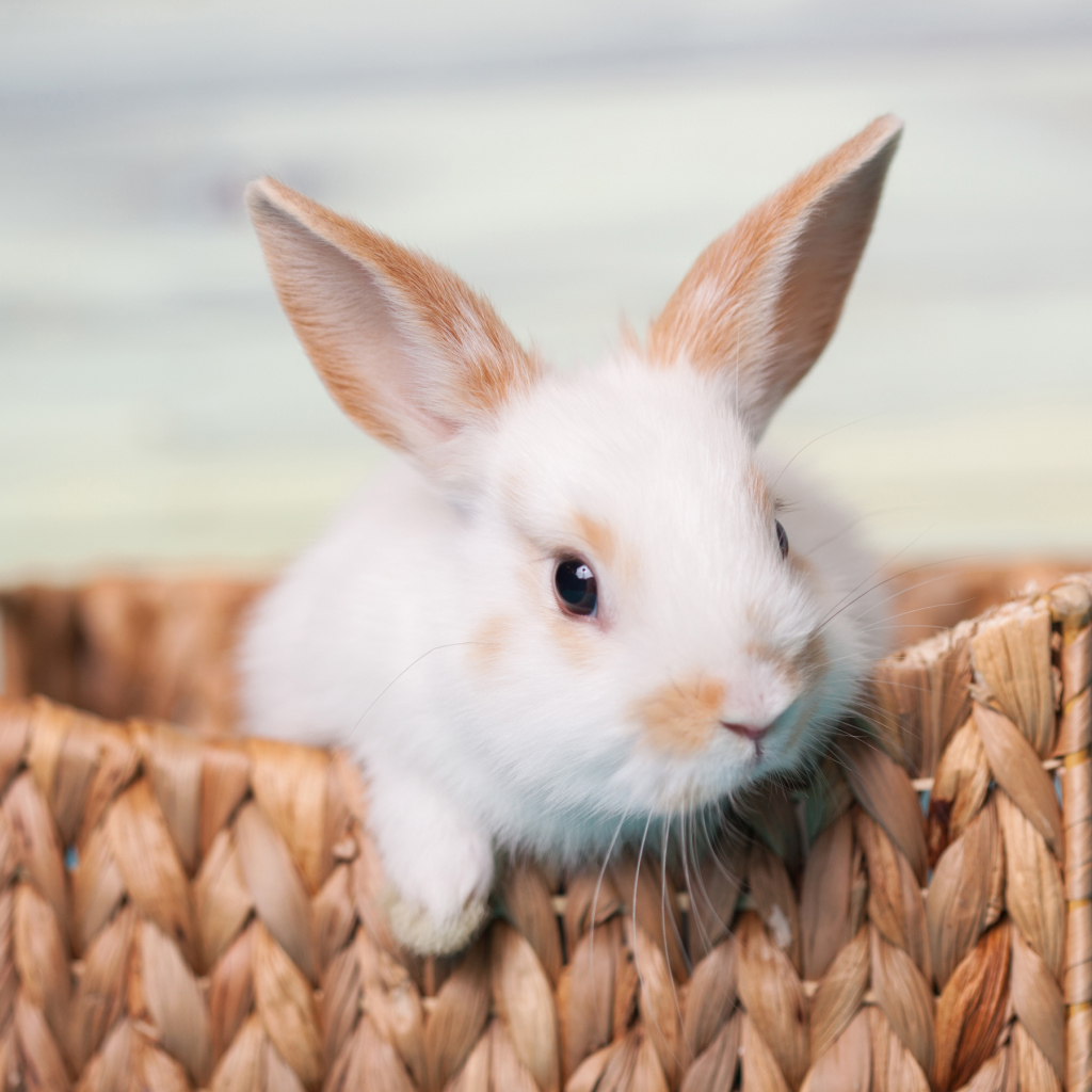 Little decorative rabbit in a basket