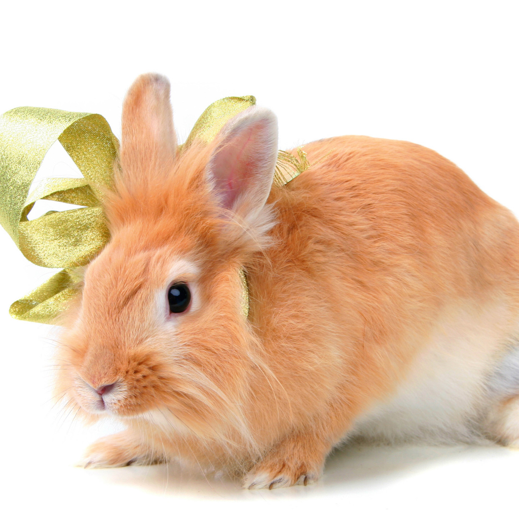 Red fluffy decorative rabbit in a bow on a white background