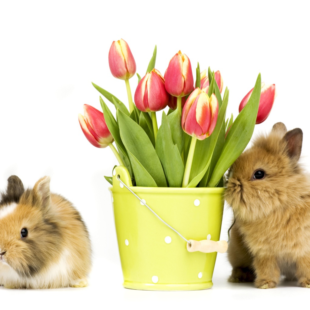 Два пушистых декоративных кролика с букетом тюльпанов на белом фоне