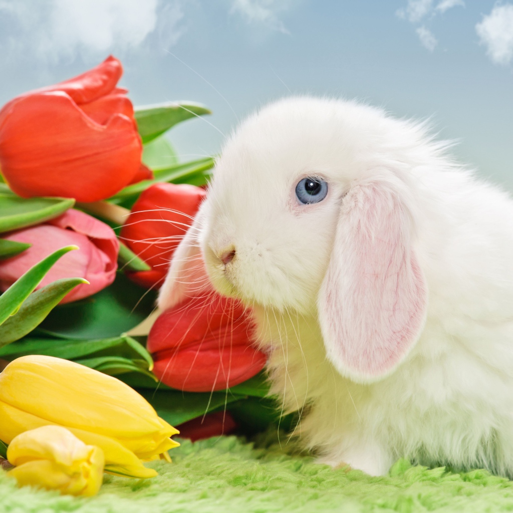 Белый голубоглазый кролик с букетом тюльпанов
