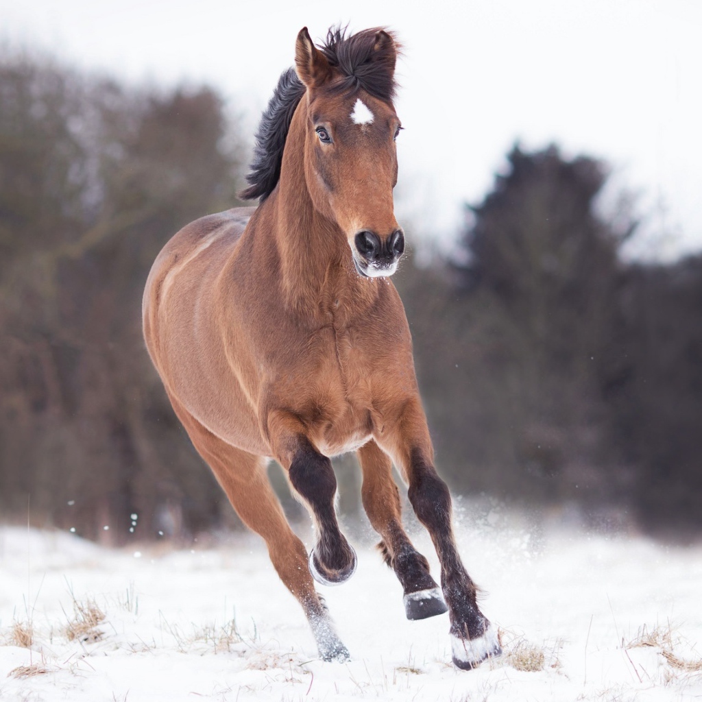 A brown horse runs through the snow