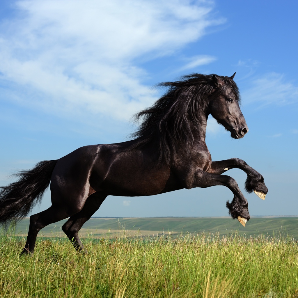 Красивый черный конь на фоне голубого неба