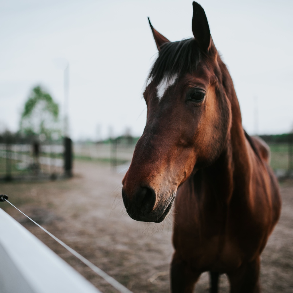 Красивый коричневый конь на ферме крупным планом