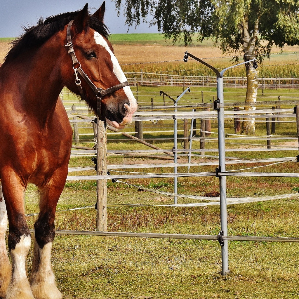 Красивый коричневый конь на ферме