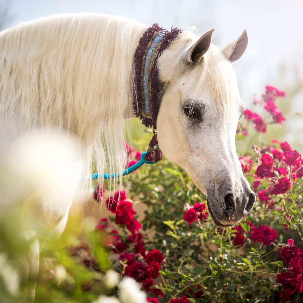 Красивая белая лошадь у красных цветов розы