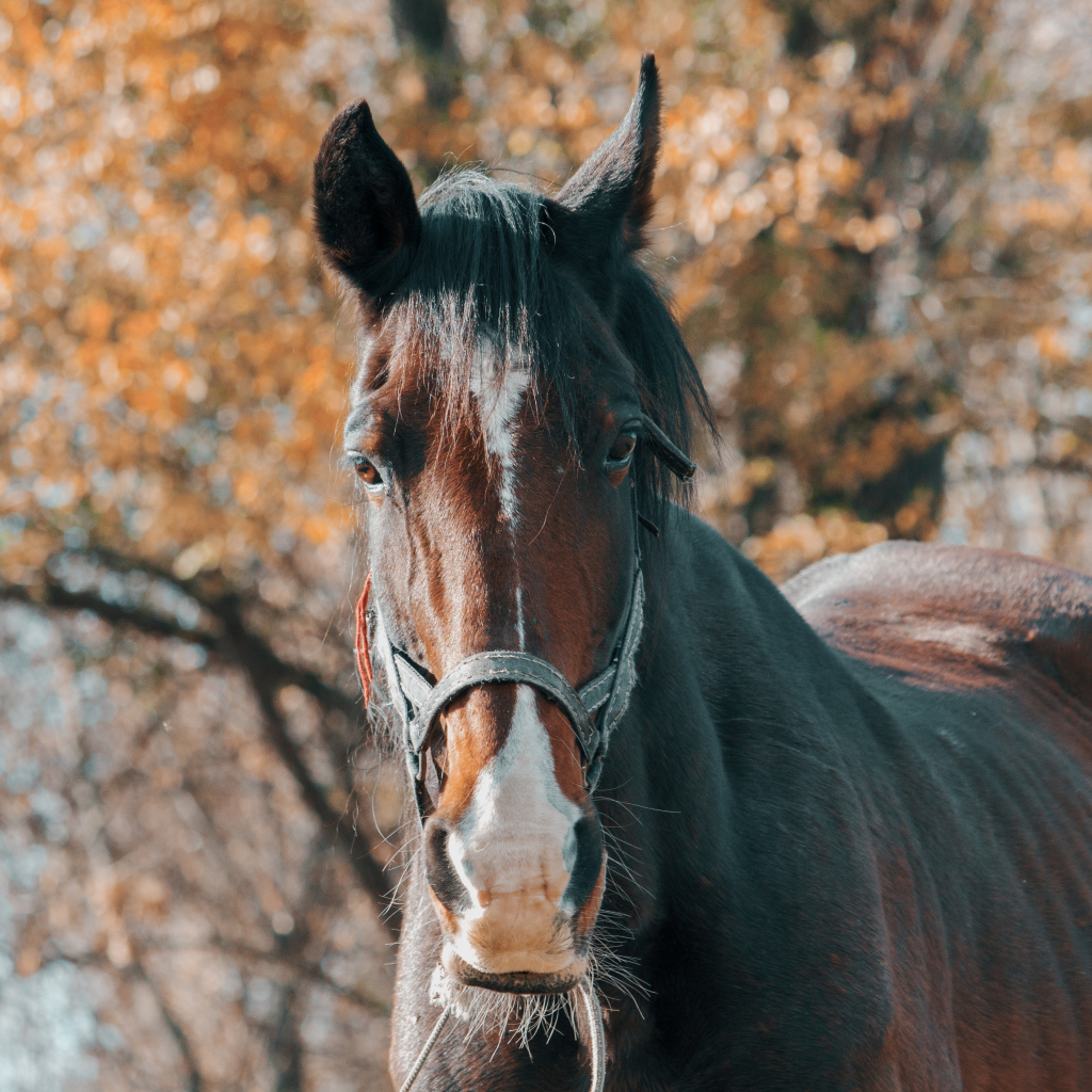 Большой красивый коричневый конь крупным планом