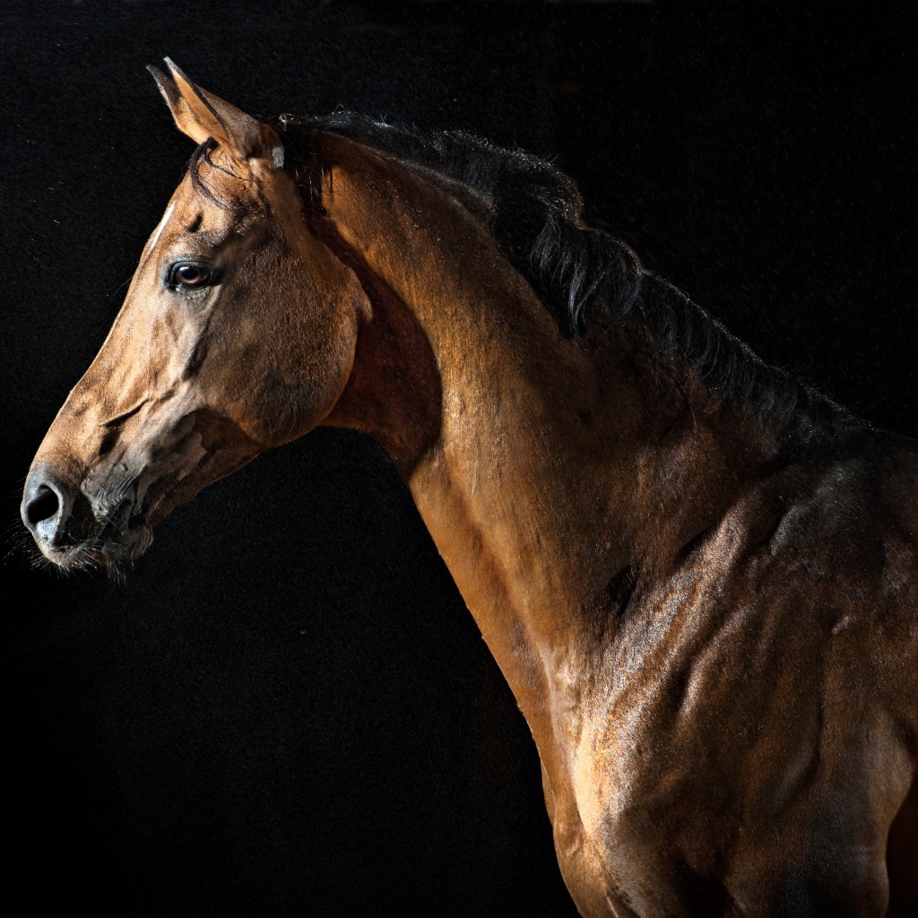Большой коричневый конь на черном фоне