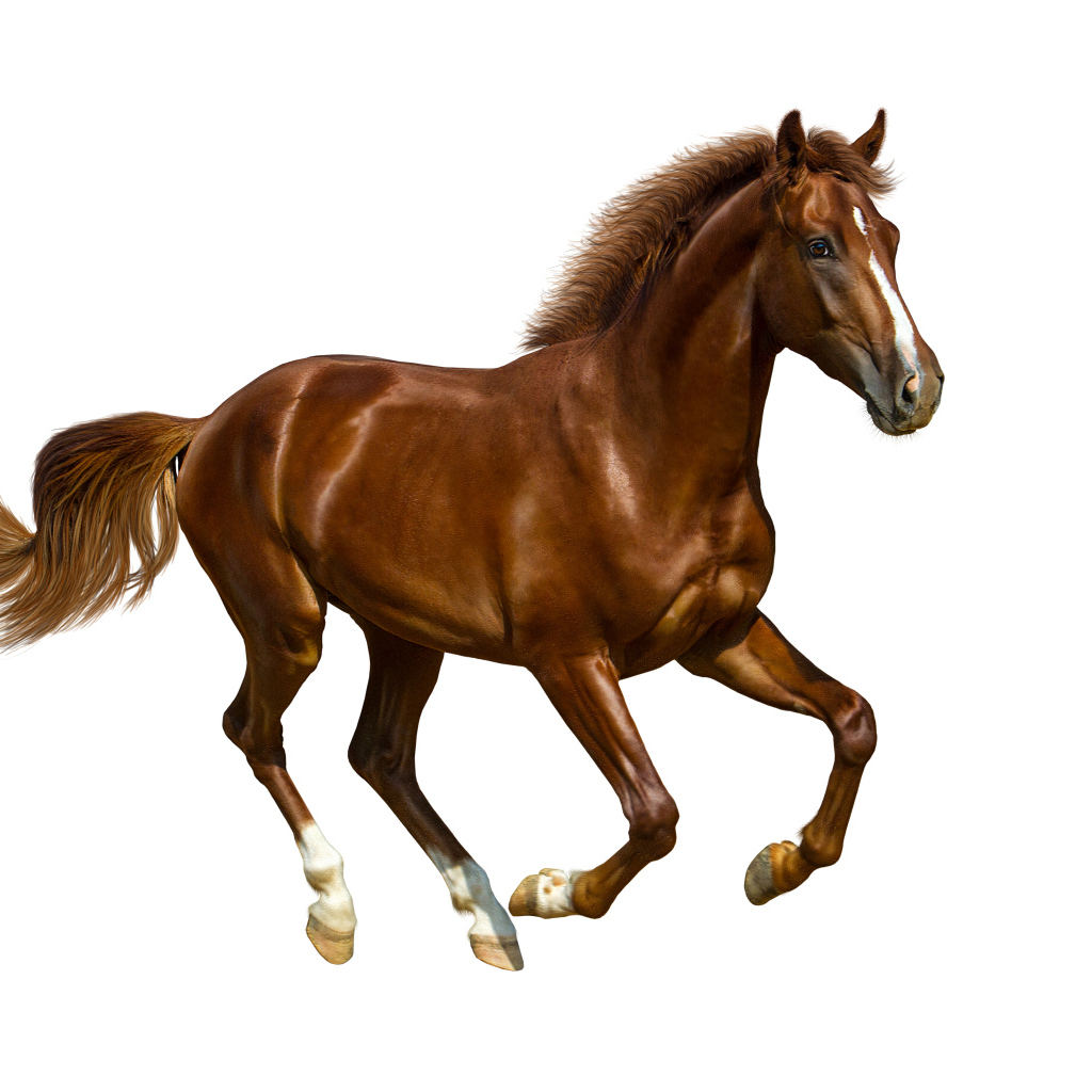Brown handsome horse on white background