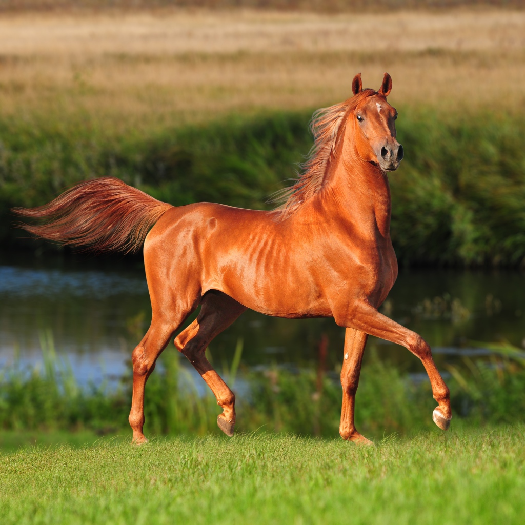 Грациозная коричневая лошадь у реки