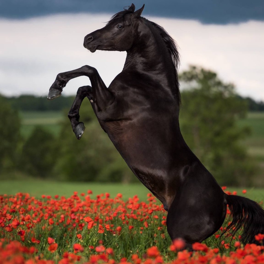 Horse jumping on the field with red poppies