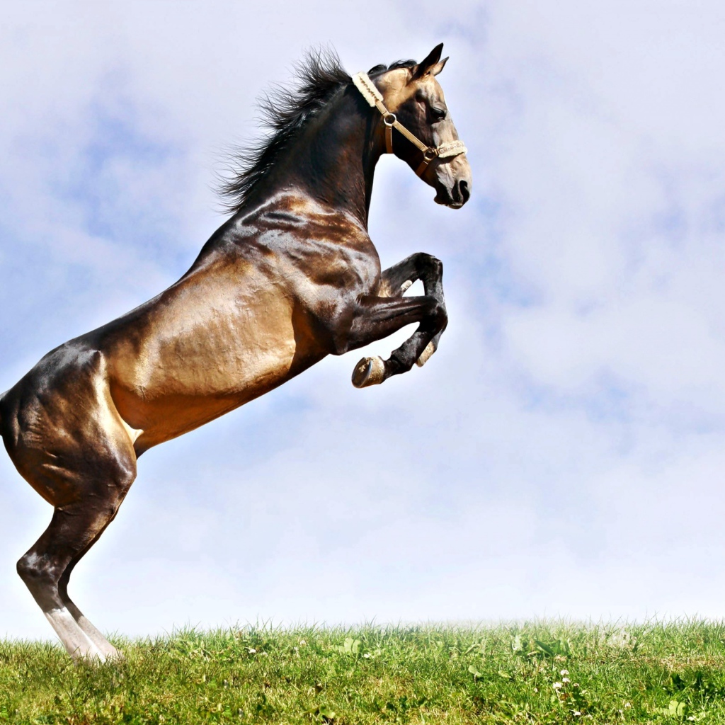 Прыжок красивого коня на зеленой траве