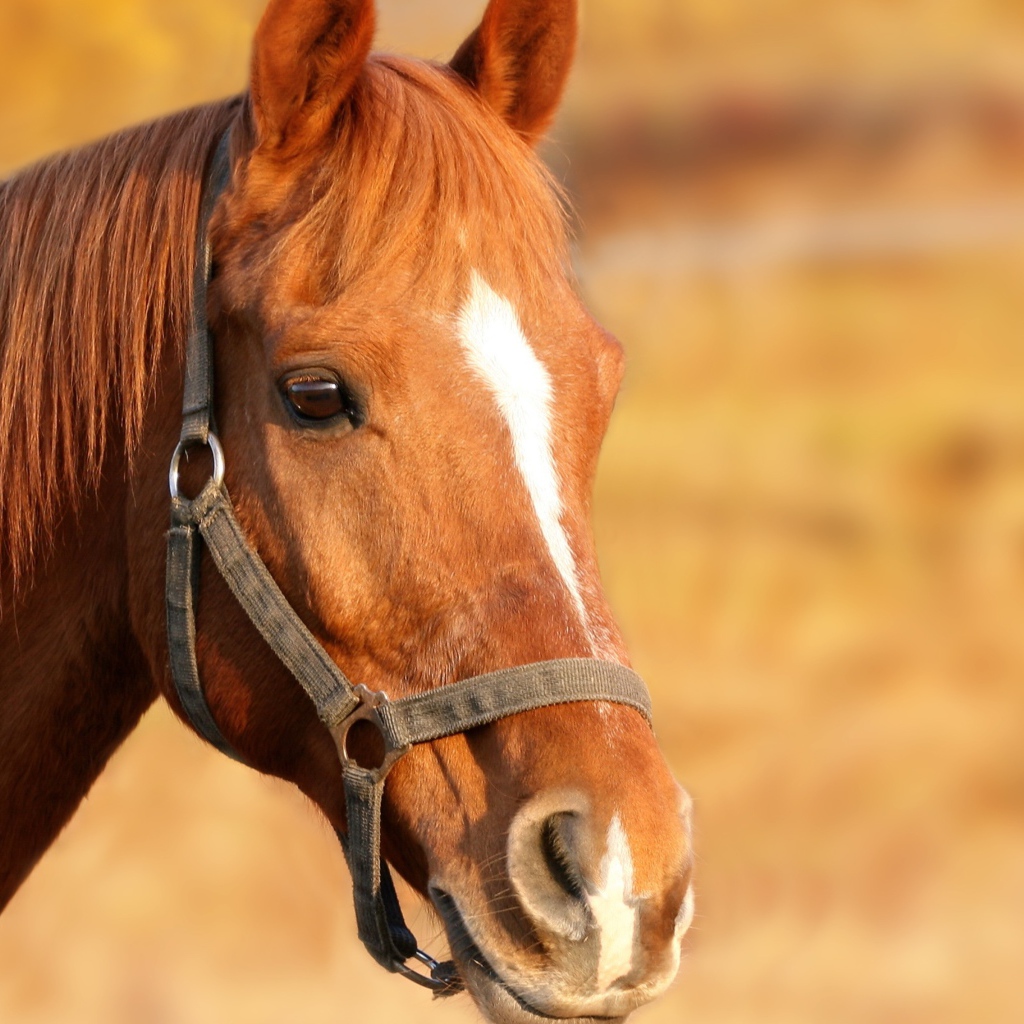 Морда коричневой лошади