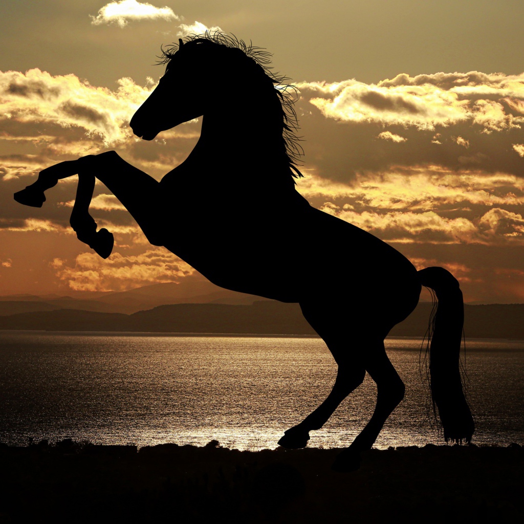 Силуэт коня на закате солнца у моря