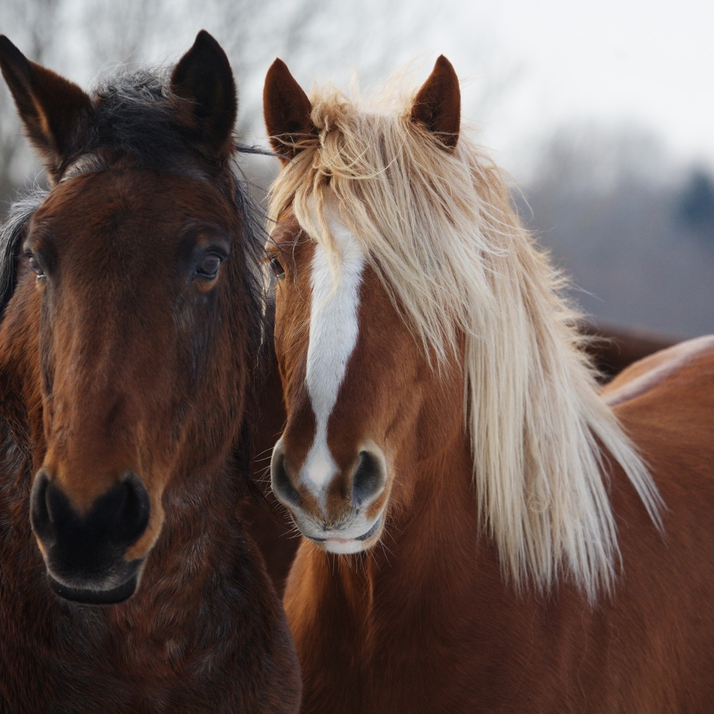 Две красивые коричневые лошади 